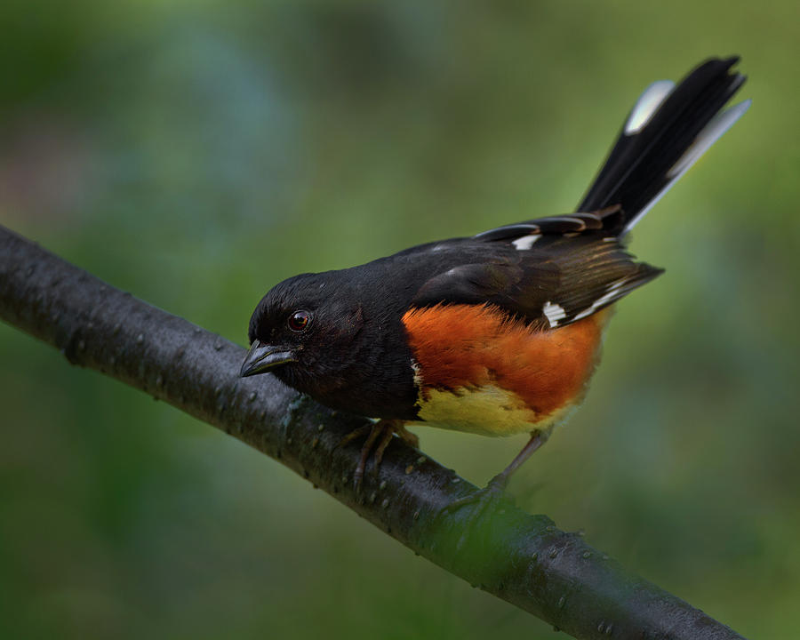 Eastern Towhee Photograph by Timothy McIntyre
