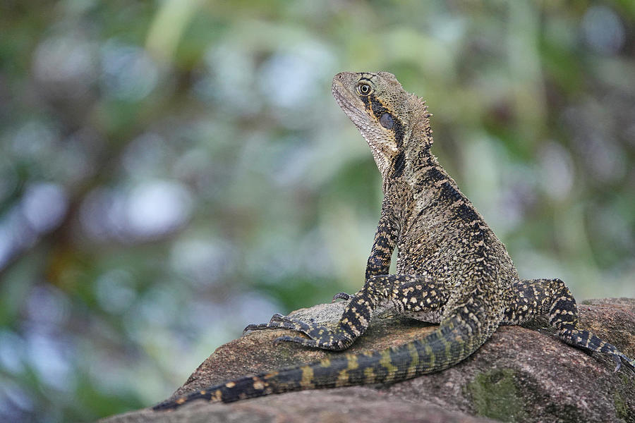 Eastern Water Dragon Photograph by Maryse Jansen