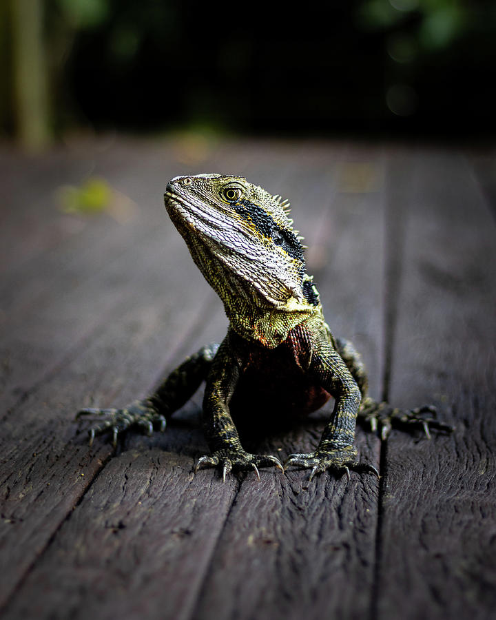 Eastern Water Dragon Photograph by Rick Nelson
