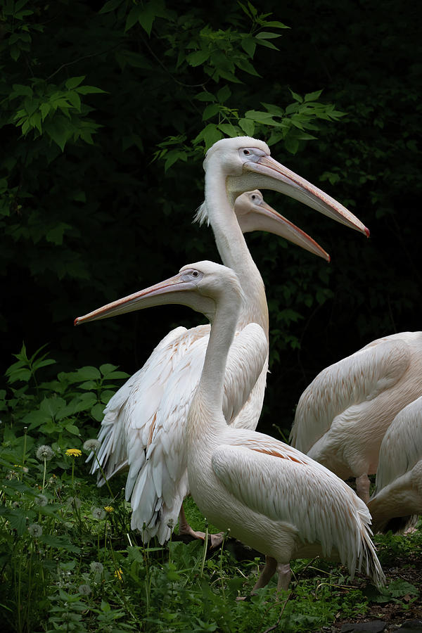Eastern White Pelican Birds Photograph by Artur Bogacki