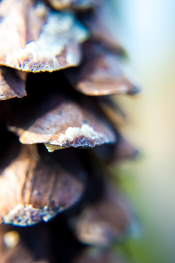 Eastern White Pine Cone Photograph by Eve Marrero - Fine Art America