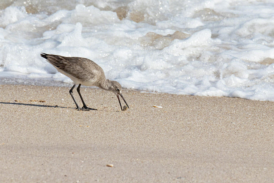Eastern Willet Foraging Photograph by Dawn Currie