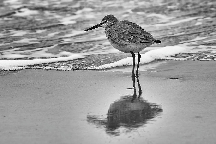 Eastern Willet Winter Reflection Photograph