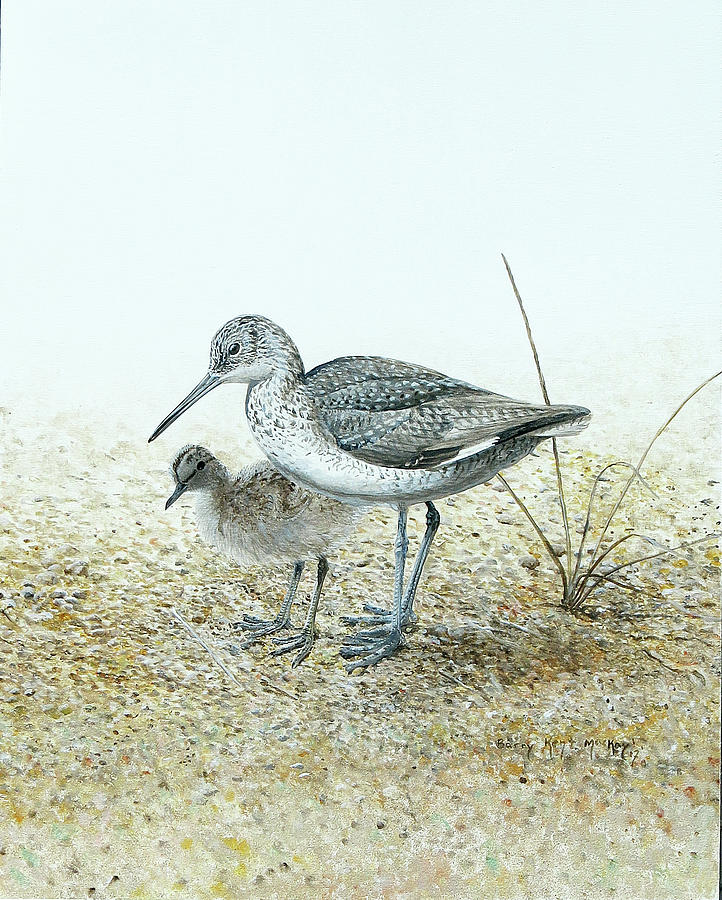 Eastern Willet with Chick Painting by Barry MacKay