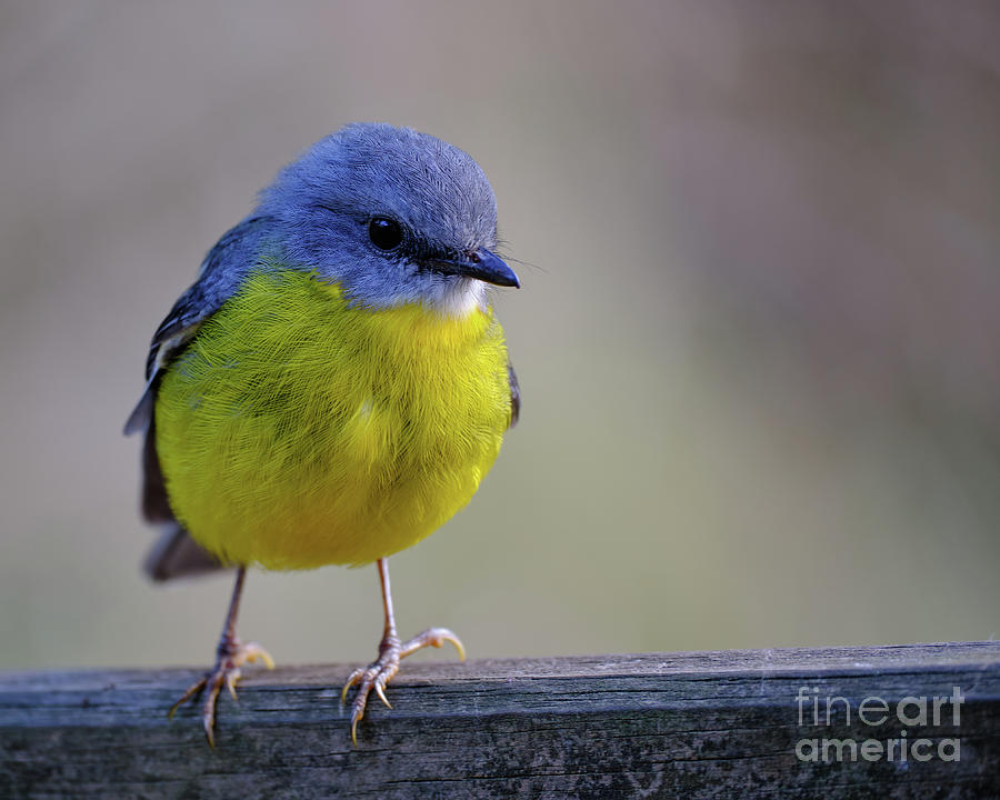 Eastern Yellow Robin Photograph by Neil Maclachlan