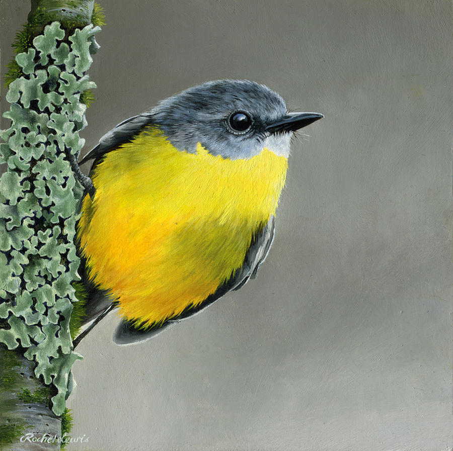 Eastern Yellow Robin Painting By Rachel Lewis - Fine Art America