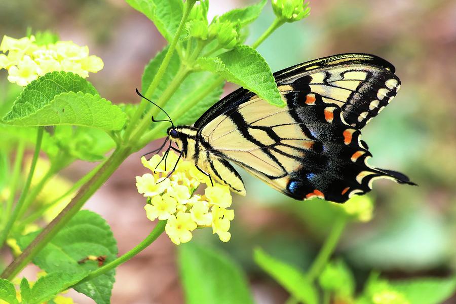 Eastern Yellow Swallowtail Butterfly On Yellow Lantana  Photograph by Carol Montoya
