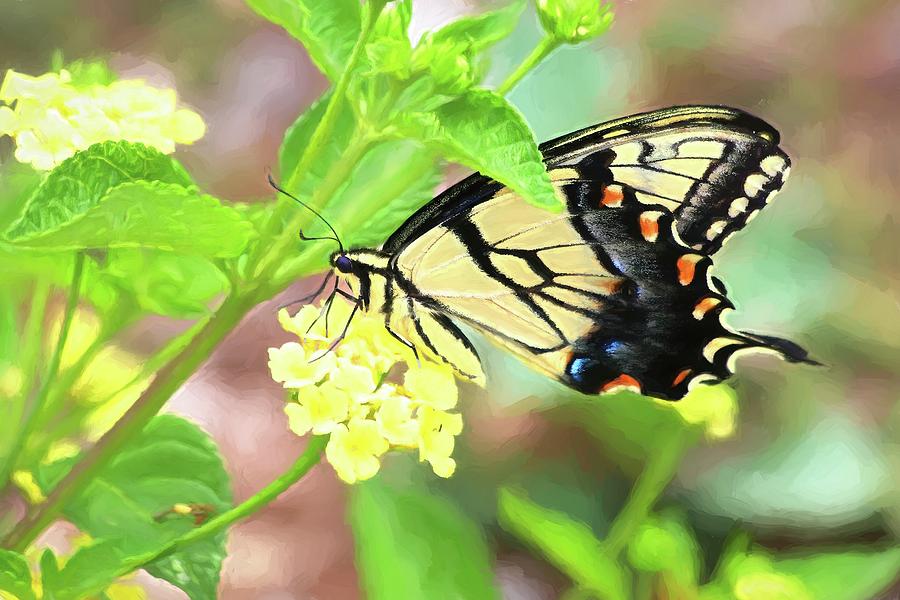 Eastern Yellow Swallowtail Butterfly On Yellow Lantana Painting Photograph by Carol Montoya