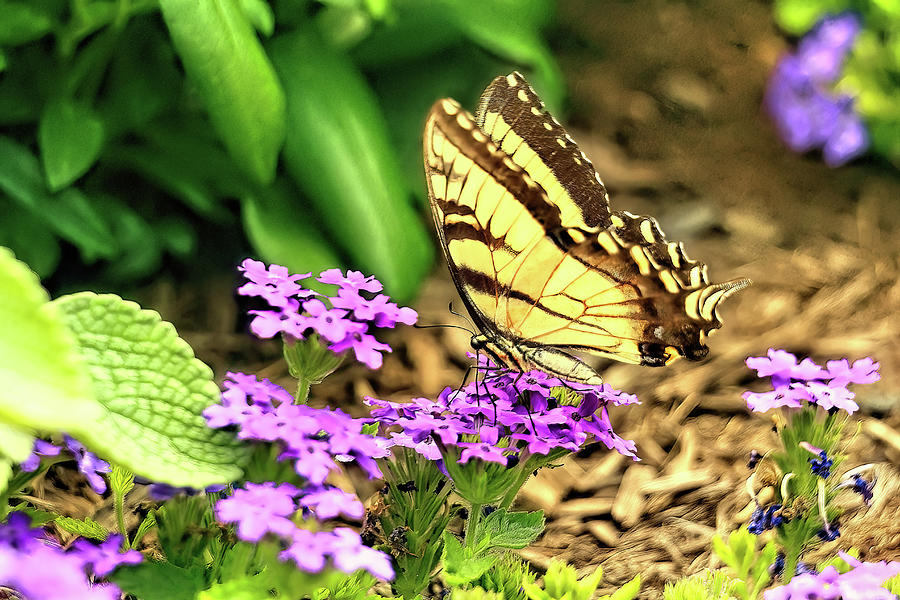 Eastern Yellow Tiger Swallowtail Photograph