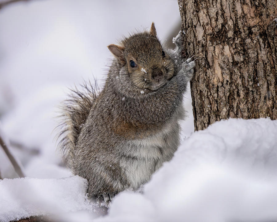 Easy Breezy Beautiful Cover Squirrel Photograph by James Overesch Fine Art America