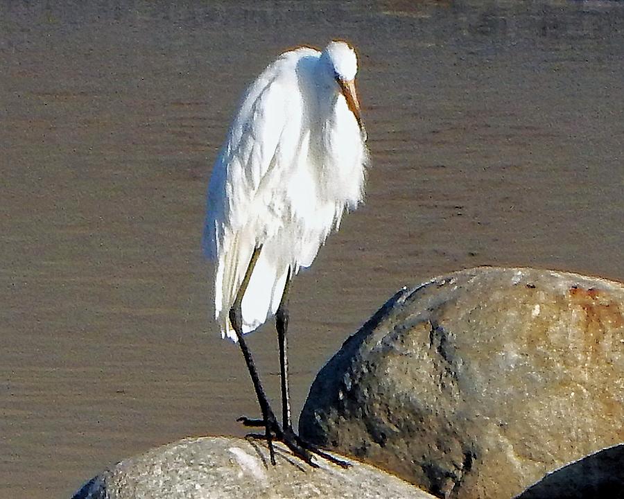 Easy Egret Photograph by Andrew Lawrence
