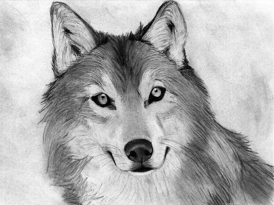 Easy Sketches With Charcoal Pencil Drawing Animals Drawing by Heshan