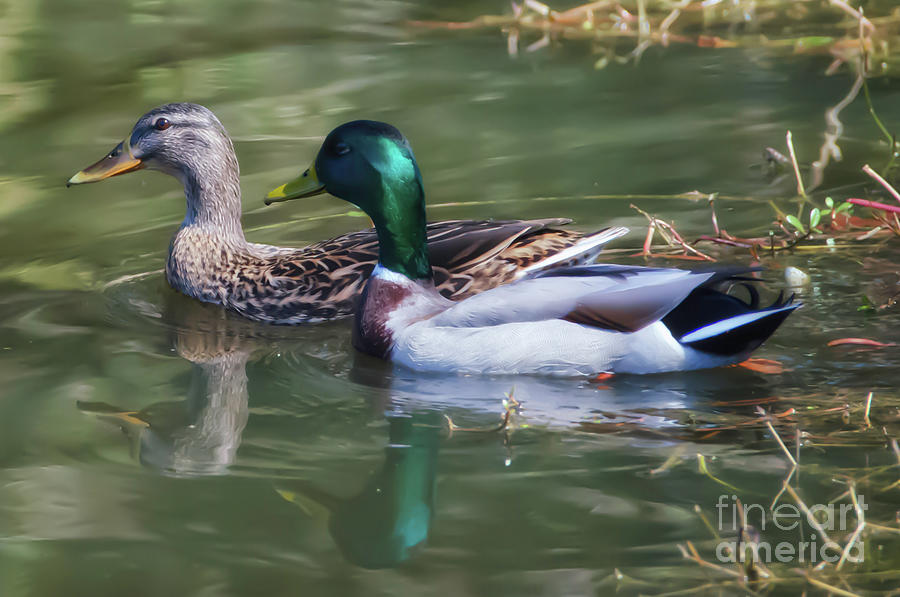Easy Summer Swim - Mallard Ducks Photograph