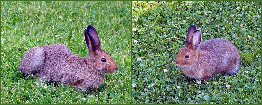 Easygoing Wild Rabbits Photograph by Will Borden