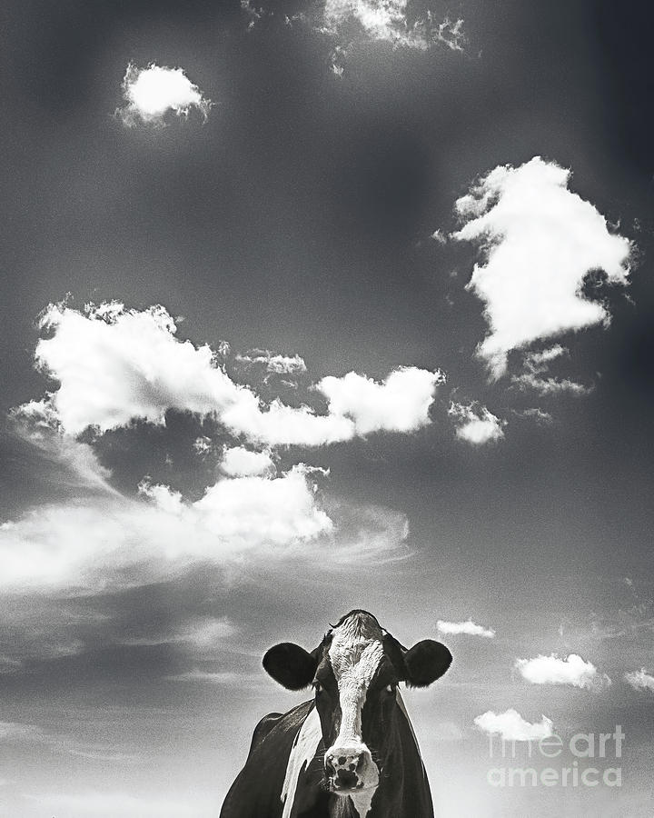 Eat Mor Chiken, Black And White Photograph by Don Schimmel