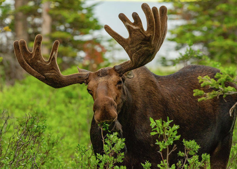 Moose Photograph - Eat Your Greens by Gary Kochel