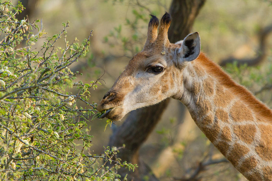 Eating giraffe Photograph by Dagut