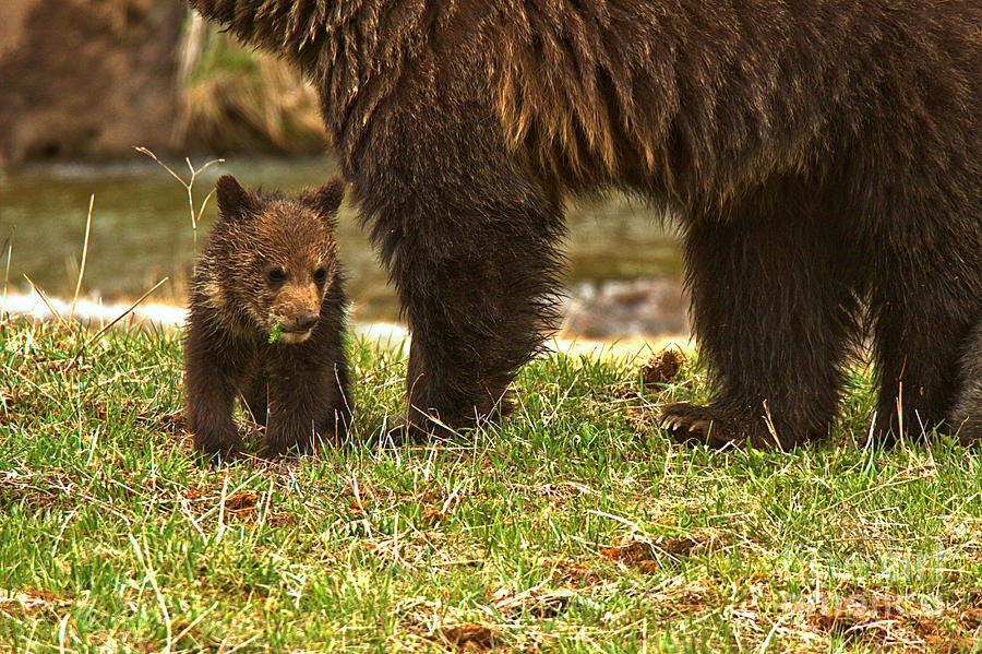 Eating Next To Mom Photograph by Adam Jewell