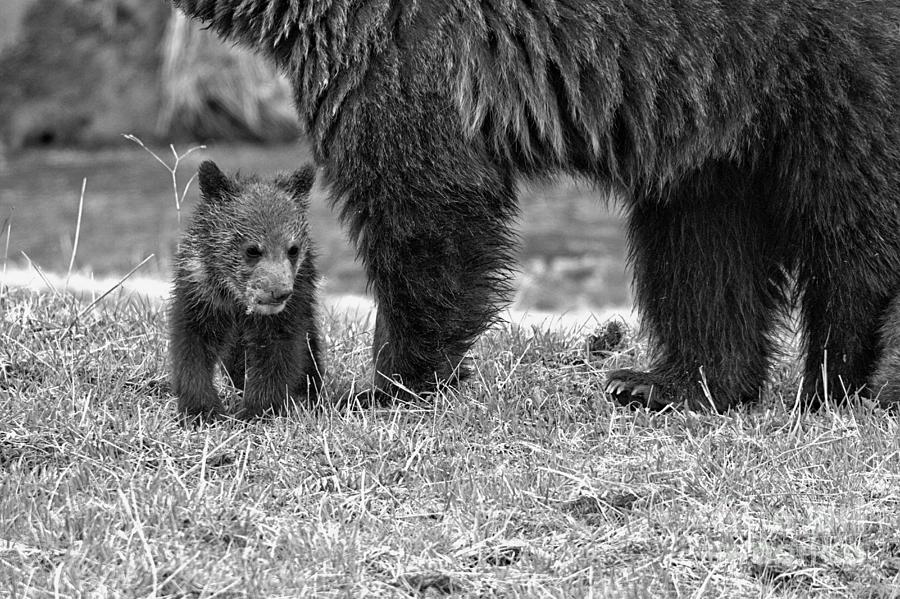 Eating Next To Mom Black And White Photograph by Adam Jewell