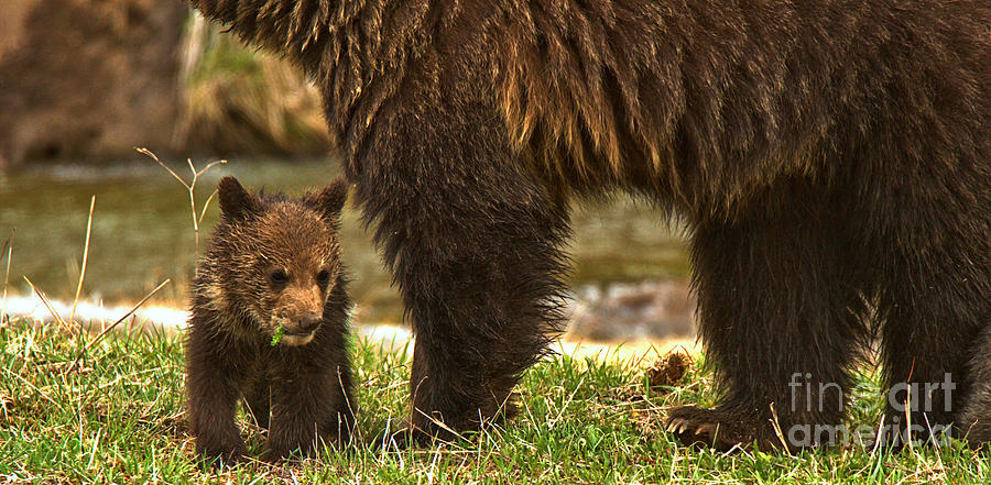 Eating Next To Mom Panorama Photograph by Adam Jewell