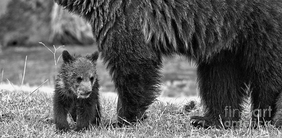 Eating Next To Mom Panorama Black And White Photograph by Adam Jewell