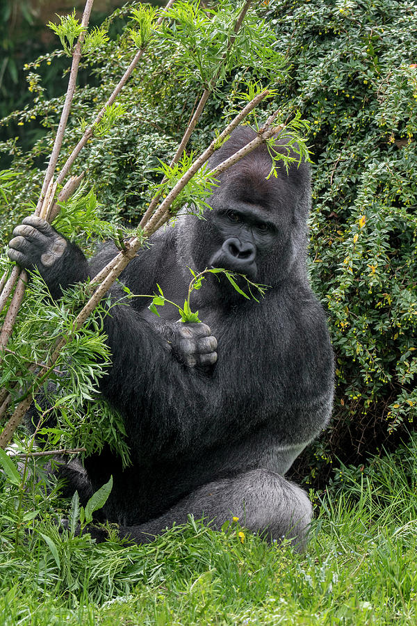 Eating Silverback Gorilla Photograph by Arterra Picture Library