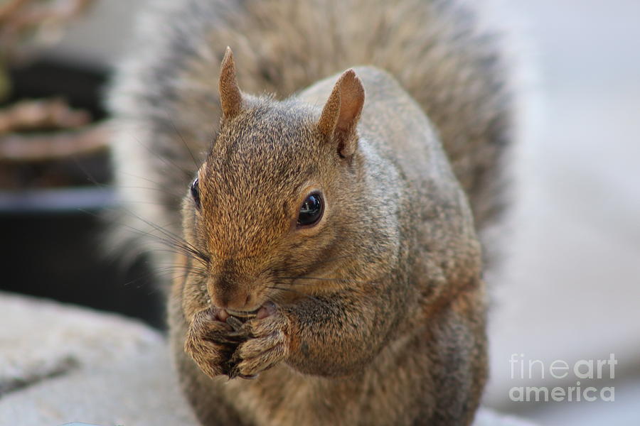  Squirrel Eating Photograph by Ash Nirale