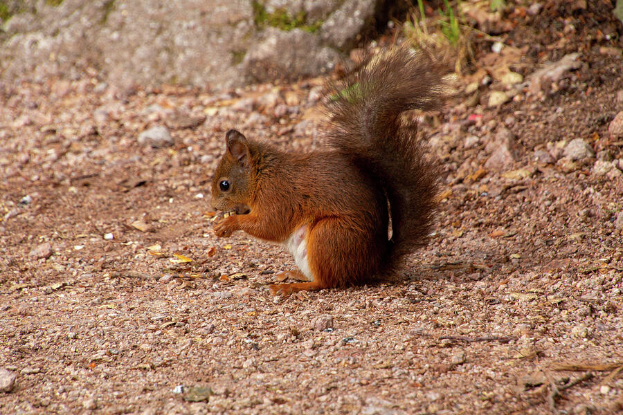 Eating squirrel in the forest Photograph by Andre De Wit - Fine Art America