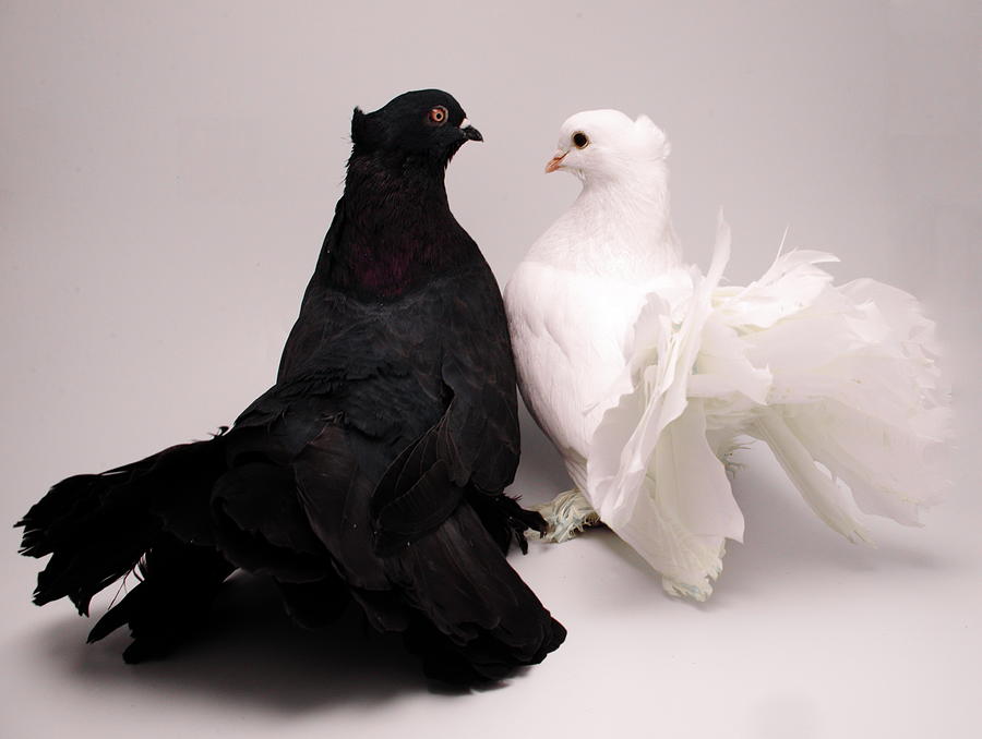 Ebony and Ivory Mindian Fantail Pigeons Photograph by Nathan Abbott