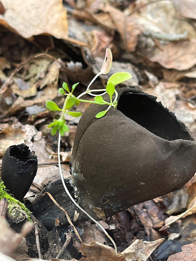 Wildlife Photograph - Ebony Cup Fungi by Chastity Hoff