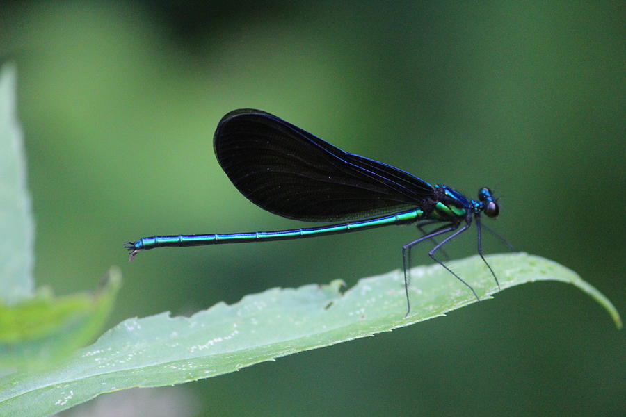 Ebony Jewelwing Photograph by Callen Harty