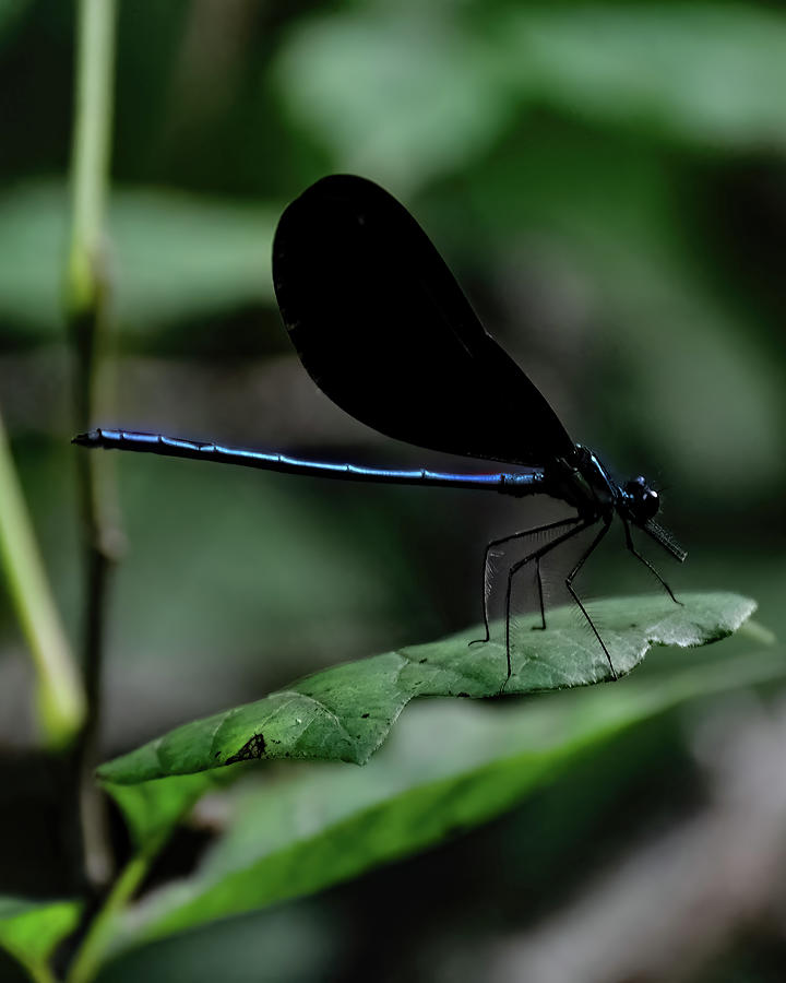 Ebony Jewelwing Photograph by Flees Photos