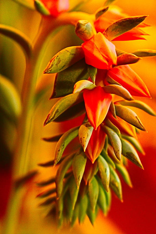 Echeveria Bloom Photograph