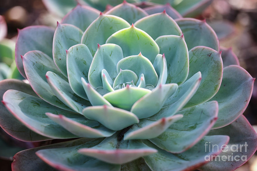 Echeveria Close Up Photograph by Neil Maclachlan