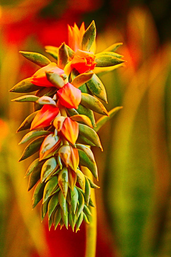 Echeveria Flower Stalk Photograph