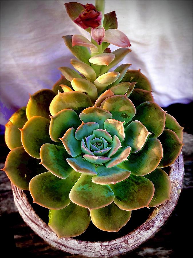 Echeveria In Bloom Photograph by Mary Smith - Fine Art America