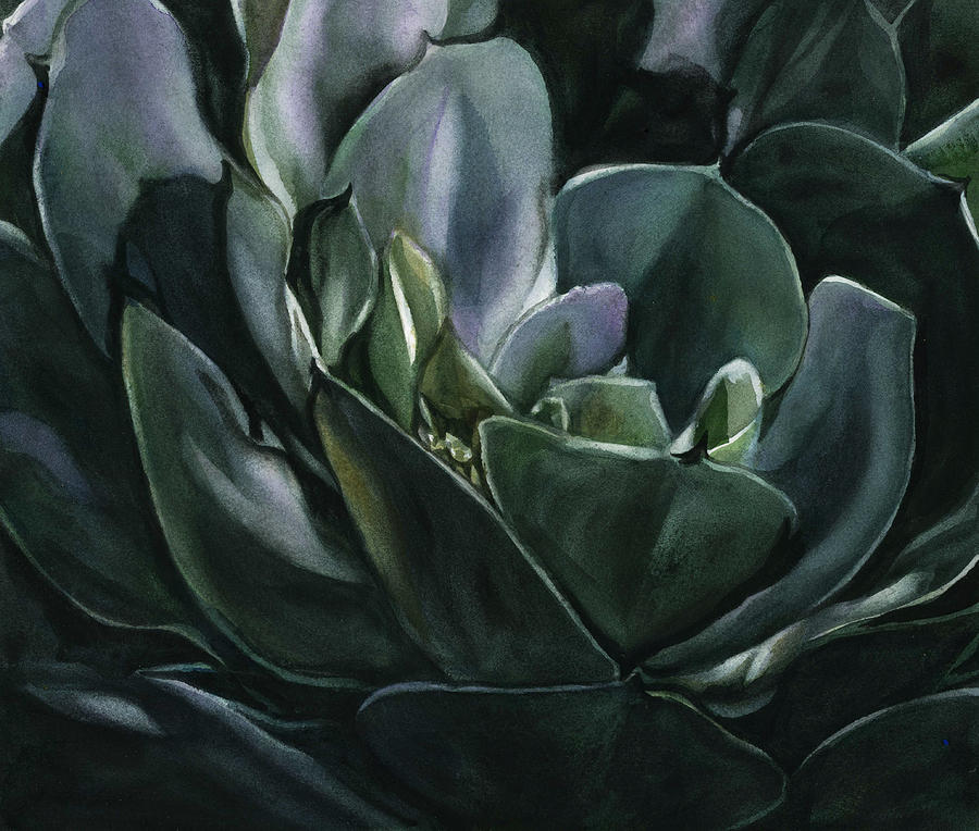 Echeveria Watercolor Painting by Alfred Ng