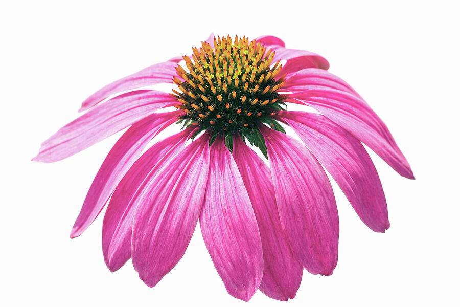 Echinacea #1 Photograph by Tanya C Smith