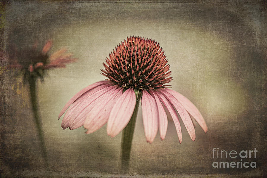 Echinacea-a Vintage Look Photograph by Judy Wolinsky