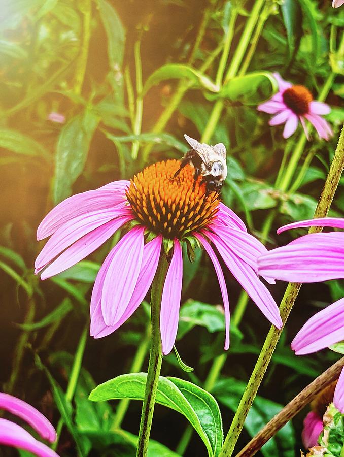 Echinacea and Bee Photograph by Annalisa Rivera-Franz