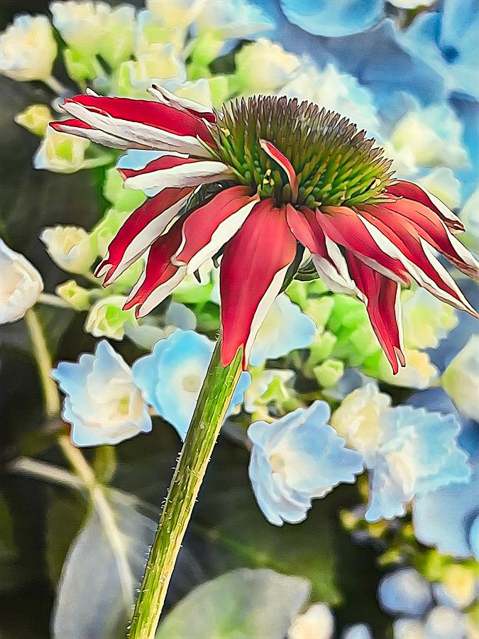 Echinacea Art No2 Mixed Media by Bonnie Bruno