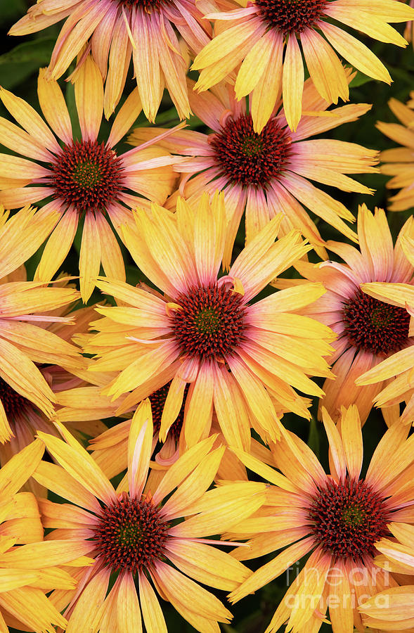 Echinacea Big Kahuna Floral Pattern Photograph by Tim Gainey