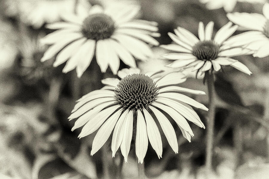 Echinacea Black And White Photograph by Tanya C Smith