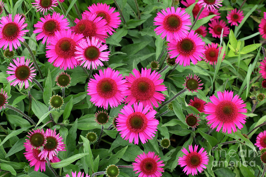 Echinacea Delicious Candy Flowers Photograph by Tim Gainey