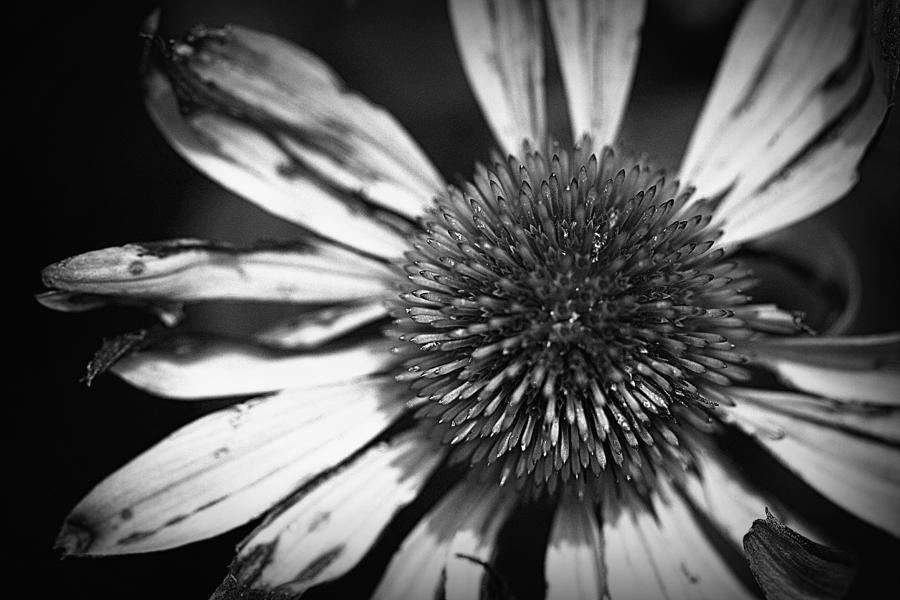 Echinacea Flower Black and White Photograph by Joseph Skompski
