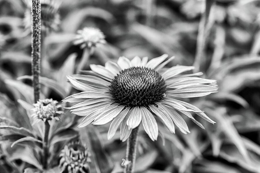Echinacea Flower Monochrome Photograph by Tanya C Smith