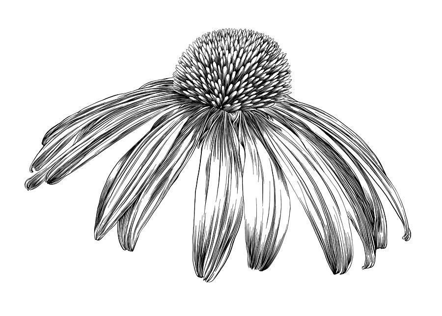 Echinacea Flower or Coneflower Pen and Ink Vector Drawing Drawing by Andrea_Hill