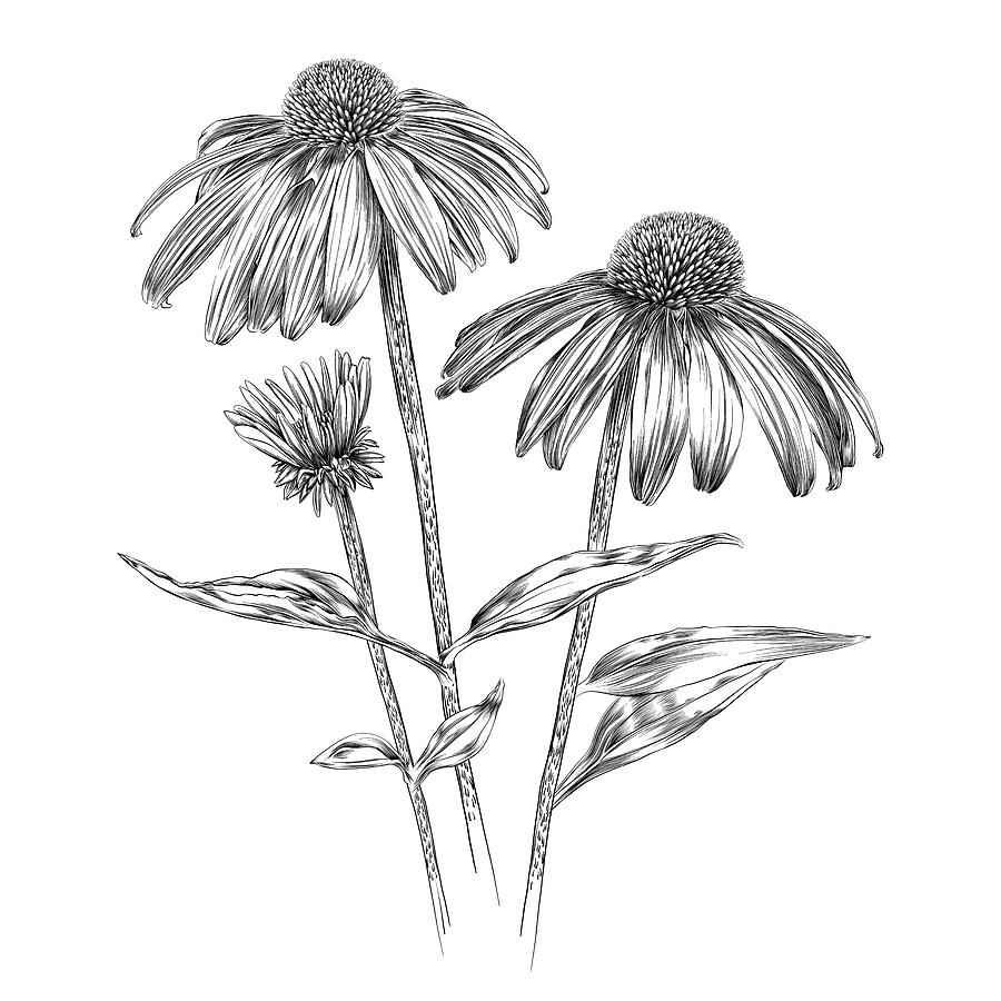 Echinacea Flowers Pen and Ink Vector Watercolor Illustration Drawing by Andrea_Hill