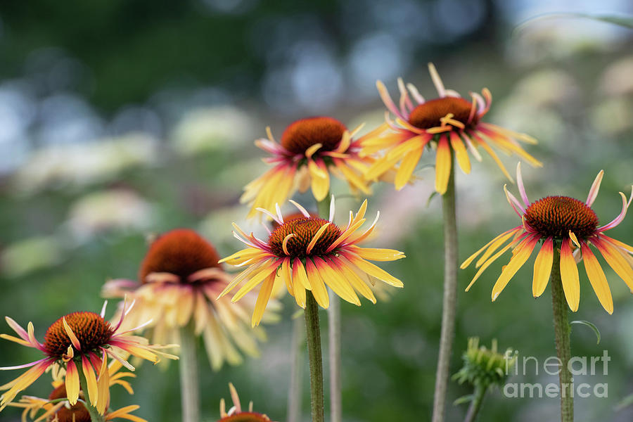 Echinacea Funky Yellow Flowers in an English Garden Photograph by Tim Gainey