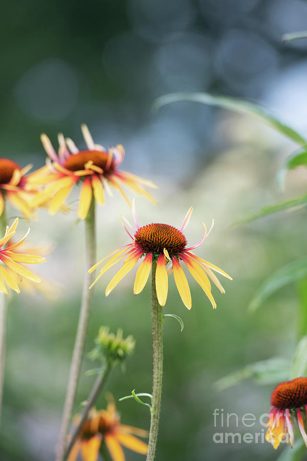 Echinacea Funky Yellow Flowers Photograph by Tim Gainey